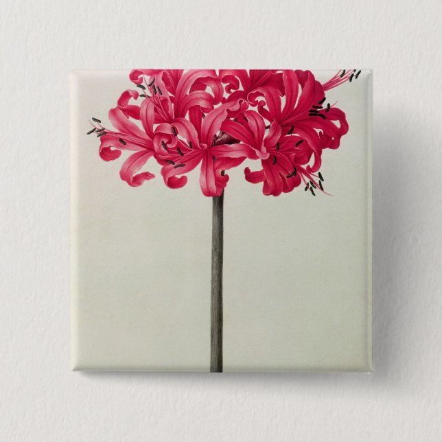 Bóton Quadrado 5.08cm Amaryllis Sarniensis, ou narciso (Frente)