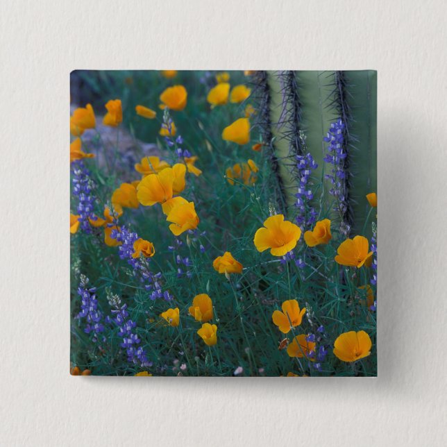 Bóton Quadrado 5.08cm América do Norte, EUA, Arizona, Organ Pipe Cactus (Frente)