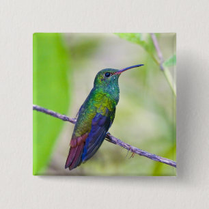 Bóton Quadrado 5.08cm América do Sul, Costa Rica, Sarapiqui, La Selva