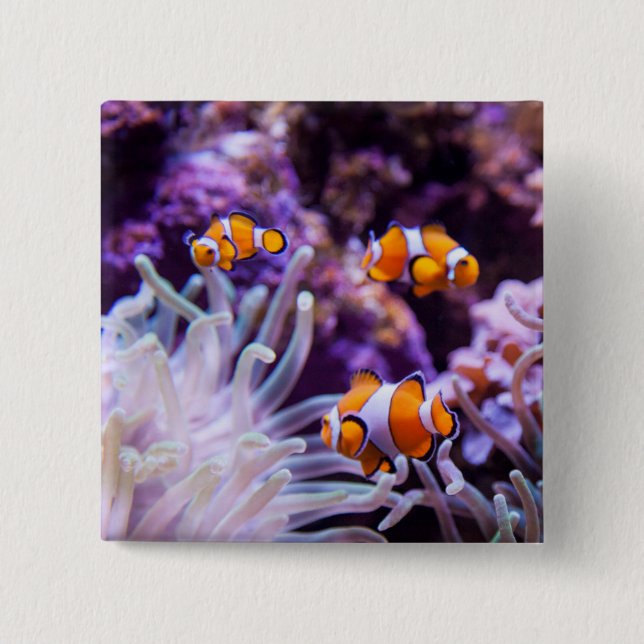 Bóton Quadrado 5.08cm Amphiprion Ocellaris de Ocellaris Clownfish | (Frente)