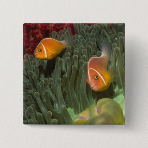 Bóton Quadrado 5.08cm Anemonefish cor-de-rosa na anêmona de mar de