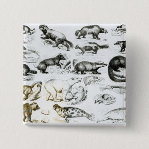 Bóton Quadrado 5.08cm Animais carnívoros