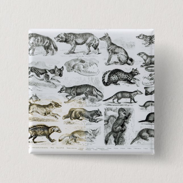 Bóton Quadrado 5.08cm Animais carnívoros (Frente)