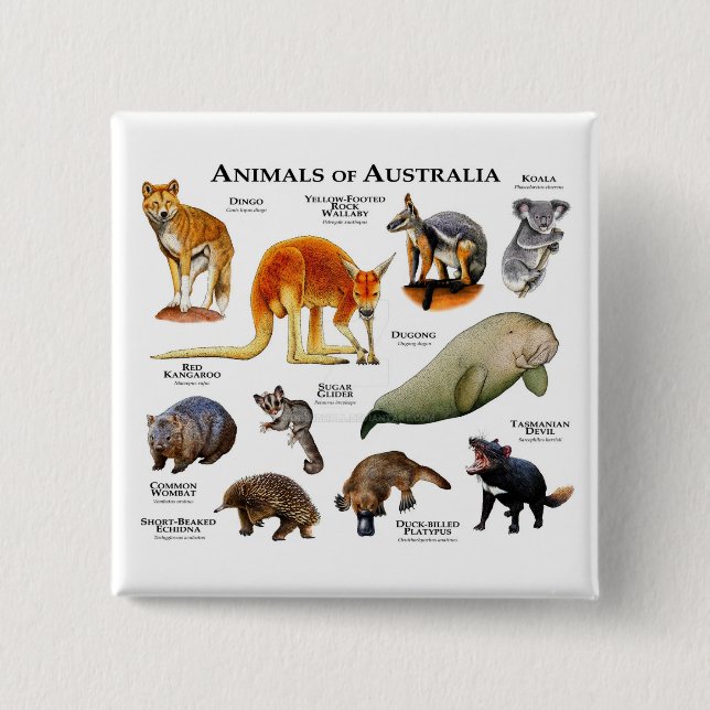 Bóton Quadrado 5.08cm Animais da Austrália (Frente)