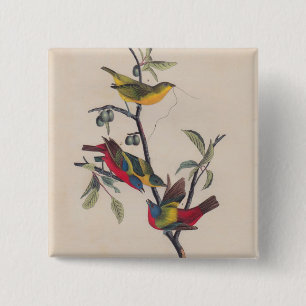 Bóton Quadrado 5.08cm Animais Selvagens de Aves Pintadas com Audubon