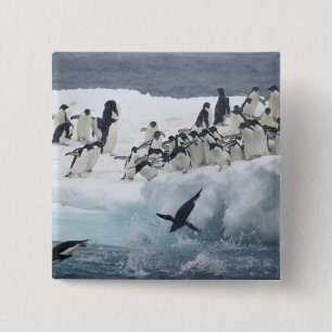Bóton Quadrado 5.08cm Antártida, Ilha Paulet. Pinguins Adelie