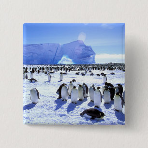 Bóton Quadrado 5.08cm Antártida, Península Antártica, Mar de Weddell, 5
