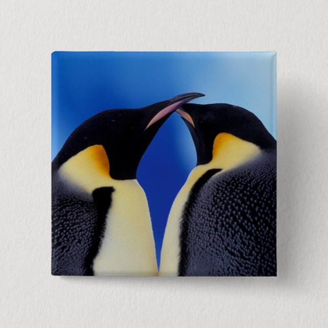 Bóton Quadrado 5.08cm Antártida, Pinguins Imperadores (Frente)