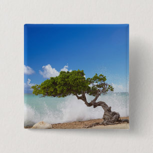 Bóton Quadrado 5.08cm Árvore Divi Divi, Praia Eagle, Aruba, Caribe