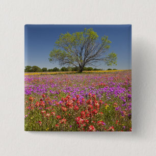 Bóton Quadrado 5.08cm Árvores de mesquite de primavera crescendo em flor