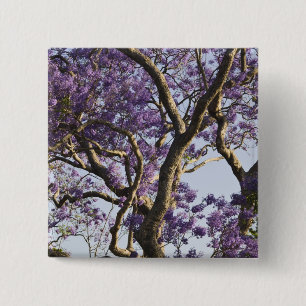 Bóton Quadrado 5.08cm Árvores Jacaranda em Floração no Parque New Farm,