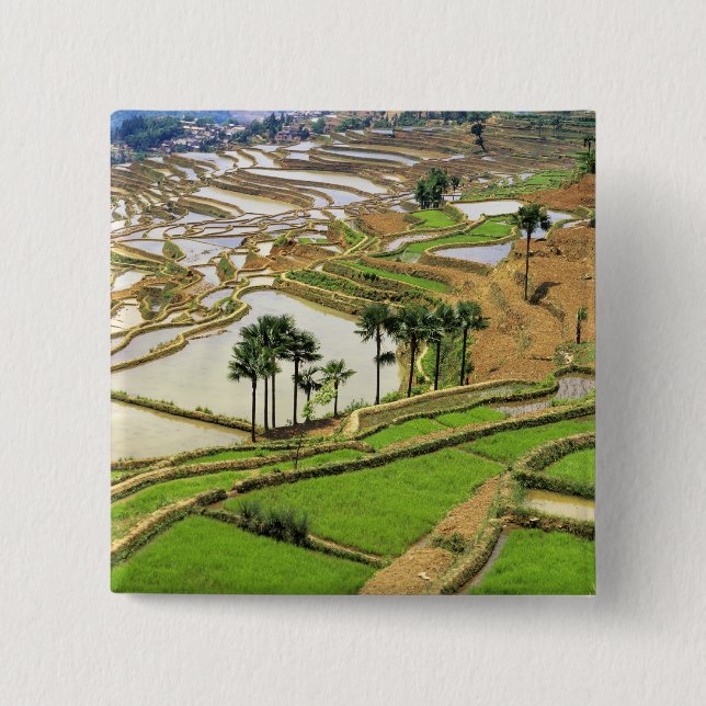 Bóton Quadrado 5.08cm Ásia, China, Yunnan, Honghe.  Rice terraços perto (Frente)