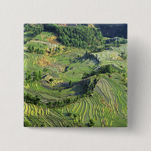 Bóton Quadrado 5.08cm Ásia, China, Yunnan, Yuanyang. Padrão de verde