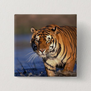 Bóton Quadrado 5.08cm ÁSIA, Índia, Tigre-de-bengala Panthera tigris)