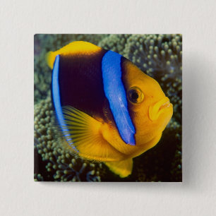 Bóton Quadrado 5.08cm Austrália, Grande Barreira de Coral, Peixe-palhaço