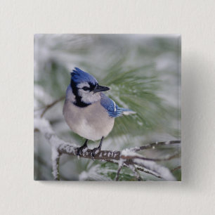 Bóton Quadrado 5.08cm Azul Jay, Cyanocitta cristata