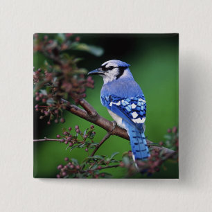 Bóton Quadrado 5.08cm Azul Jay, Cyaoncitta cristata