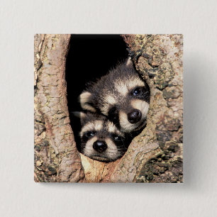 Bóton Quadrado 5.08cm Baby Raccoons saindo da árvore