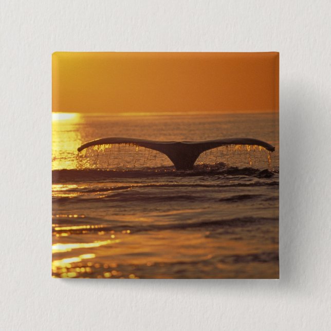 Bóton Quadrado 5.08cm Baleia-jubarte (Frente)