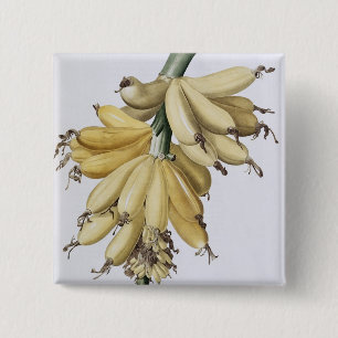 Bóton Quadrado 5.08cm Banana, 1816