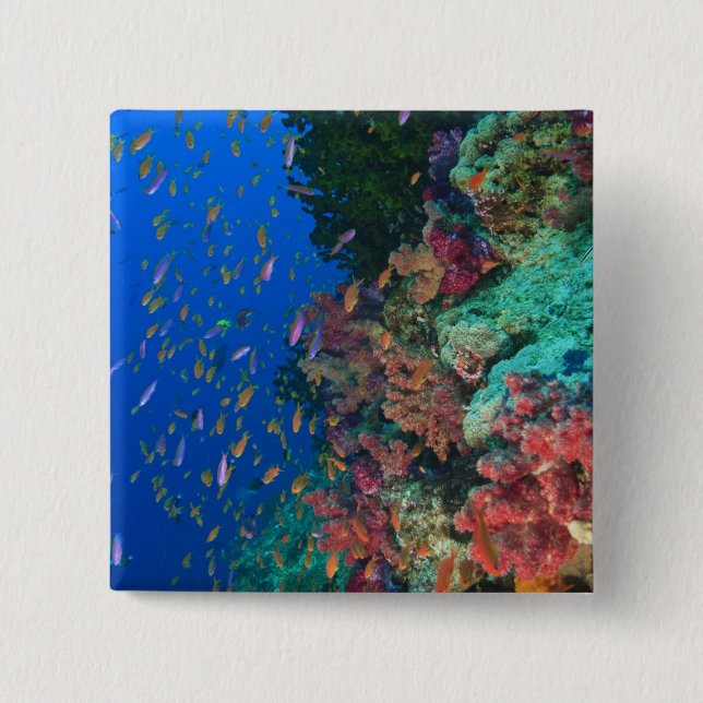 Bóton Quadrado 5.08cm Bassetes-Fadas Escolares (Pseudanthias (Frente)