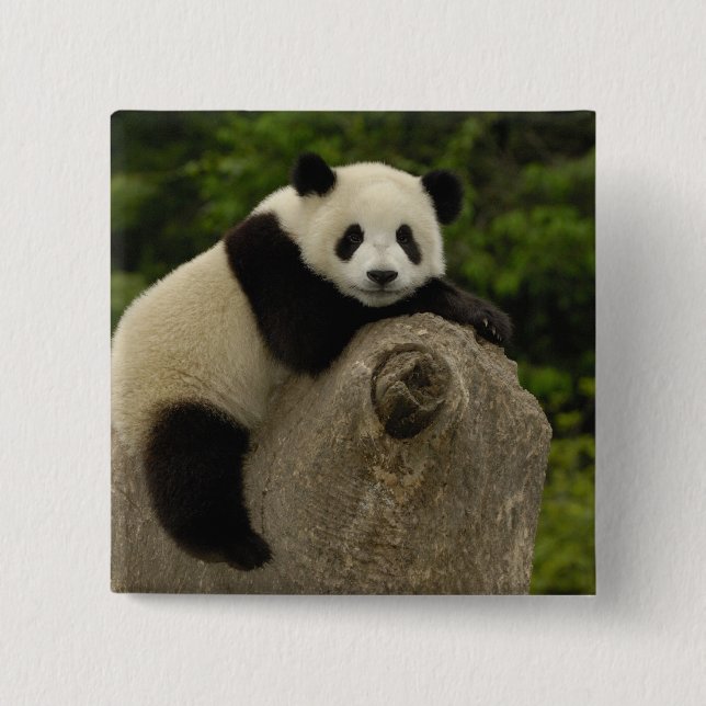 Bóton Quadrado 5.08cm bebê de panda gigante (Frente)