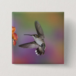 Bóton Quadrado 5.08cm Beija-flor-fêmea de garganta rubi em voo
