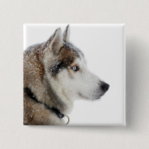 Bóton Quadrado 5.08cm Belo Husky Siberiano na neve