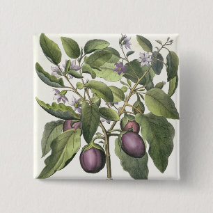 Bóton Quadrado 5.08cm Beringela: Pallido do fructu de Melanzana, 'do Hor