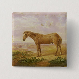 Bóton Quadrado 5.08cm Billy idoso, um cavalo de esboço, envelhecido 62