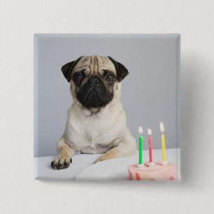 Bóton Quadrado 5.08cm Birthday Pug