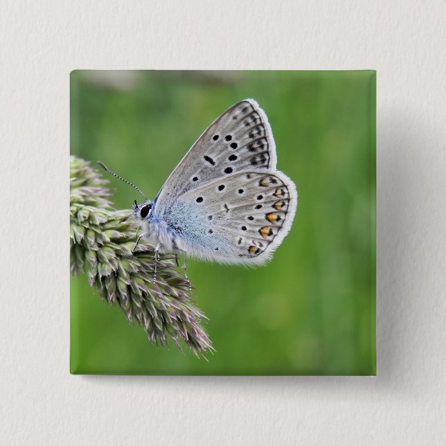 Bóton Quadrado 5.08cm Borboleta Azul Comum na Grama (Frente)