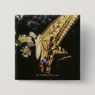 Bóton Quadrado 5.08cm Borboleta de Swallowtail na flor, fim acima