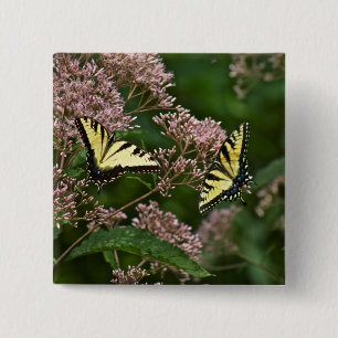 Bóton Quadrado 5.08cm Borboletas Tiger Swallowtail na Erva-de-São-João
