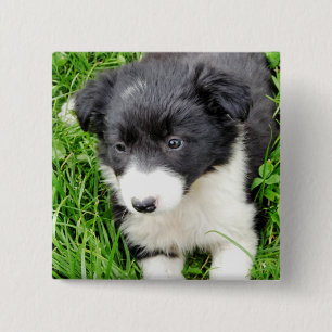 BÓTON QUADRADO 5.08CM BORDER COLLIE