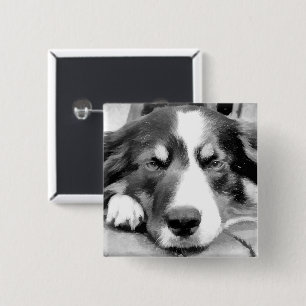 BÓTON QUADRADO 5.08CM BORDER COLLIE