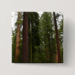 Bóton Quadrado 5.08cm Bosque Mariposa no Parque Nacional de Yosemite