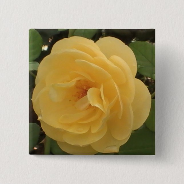 Bóton Quadrado 5.08cm Botão Amarelo da Camellia (Frente)