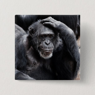 Bóton Quadrado 5.08cm Botão antigo Chimpanzé