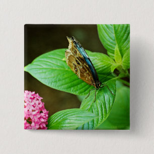 Bóton Quadrado 5.08cm Botão Blue Morpho 143