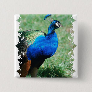 Bóton Quadrado 5.08cm Botão bonito do Peafowl