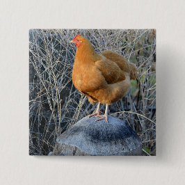 Bóton Quadrado 5.08cm Botão da galinha