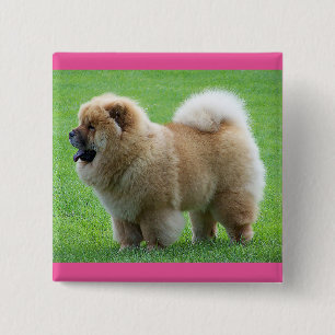 Bóton Quadrado 5.08cm Botão de Amor ao Cachorro Chow Chow