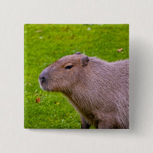 Bóton Quadrado 5.08cm Botão de Capivara