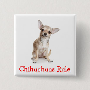 Bóton Quadrado 5.08cm Botão de Chihuahuas Regra Pin