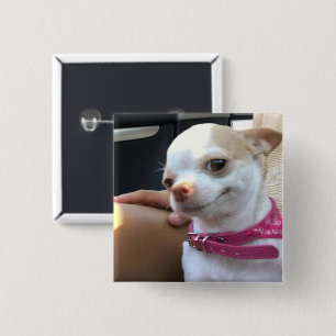Bóton Quadrado 5.08cm Botão do Pino do Cachorro Chihuahua bonito