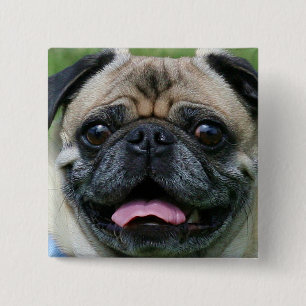 Bóton Quadrado 5.08cm Botão do Pug