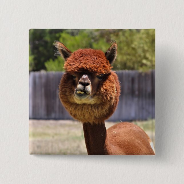 Bóton Quadrado 5.08cm Botão engraçado da alpaca (Frente)