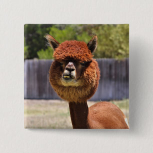Bóton Quadrado 5.08cm Botão engraçado da alpaca