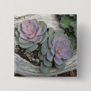 Bóton Quadrado 5.08cm Botão Escheveria